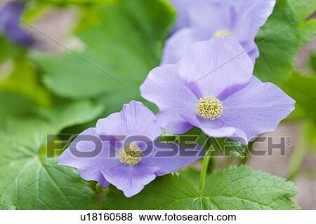 Stock Photo - Japanese wood poppy (Glaucidium palmatum). Fotosearch
