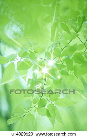 Stock Photo - Japanese zelkova and sunbeam. Fotosearch