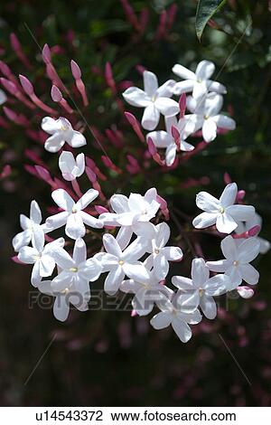 Jasmine flowers View Large Photo Image Stock Image - Jasmine flowers. Fotosearch