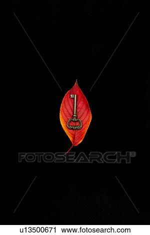 Stock Image - Key on a Leaf. Fotosearch
