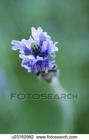 Lavender (Lavandula) View Large Photo Image Stock Image - Lavender (Lavandula). Fotosearch