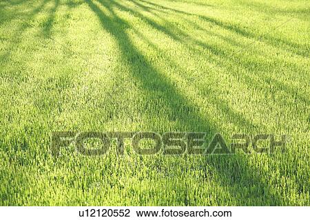 Lawn View Large Photo Image Stock Image - Lawn. Fotosearch