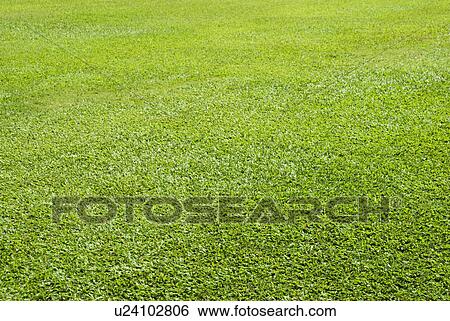 Lawn View Large Photo Image Stock Photograph - Lawn. Fotosearch