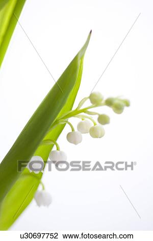 Lily-of-the-valley View Large Photo Image Stock Image - Lily-of-the-valley. Fotosearch