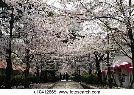 Stock Photography - Line of cherry trees. Fotosearch