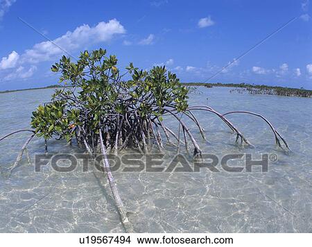 Picture - Mangrove tree, Florida, USA. Fotosearch