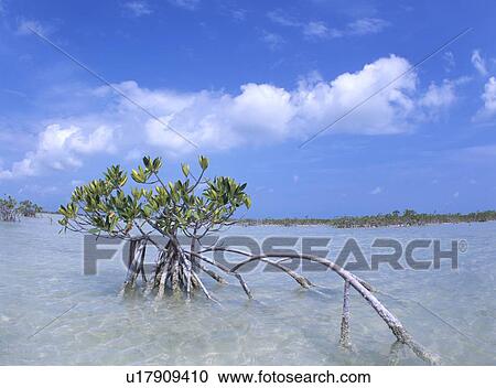 Mangrove tree, Florida, USA View Large Photo Image Stock Image - Mangrove tree, Florida, USA. Fotosearch