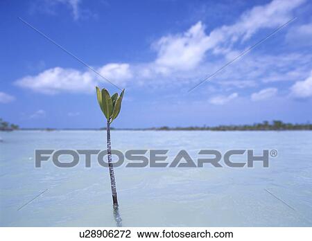 Mangrove tree, Florida, USA View Large Photo Image Stock Image - Mangrove tree, Florida, USA. Fotosearch