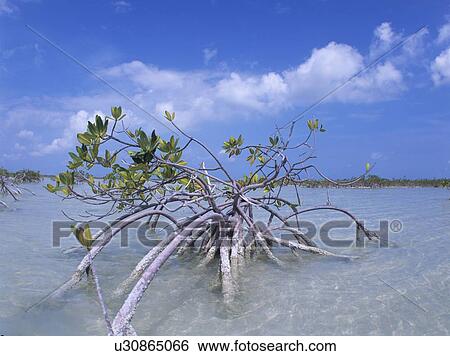 Stock Photograph - Mangrove tree, Florida, USA. Fotosearch
