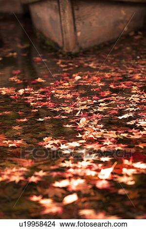 Picture - Maple Leaves Floating on Water. Fotosearch