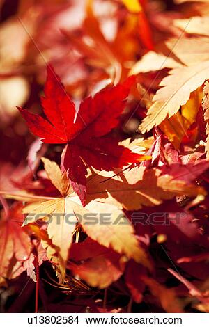 Maple Leaves View Large Photo Image Picture - Maple Leaves. Fotosearch