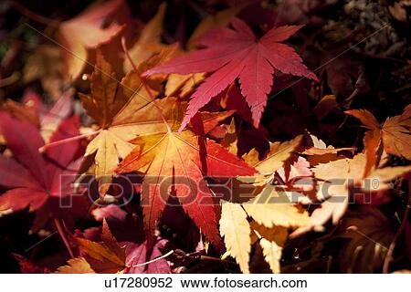 Stock Image - Maple Leaves. Fotosearch