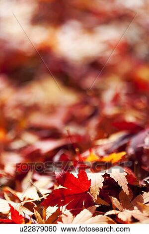 Maple Leaves View Large Photo Image Stock Image - Maple Leaves. Fotosearch