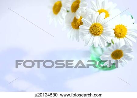 Marguerite Sunday Ripple View Large Photo Image Stock Image - Marguerite Sunday Ripple. Fotosearch