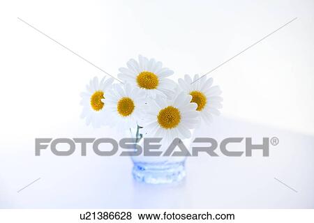Marguerite Sunday Ripple View Large Photo Image Stock Photo - Marguerite Sunday Ripple. Fotosearch