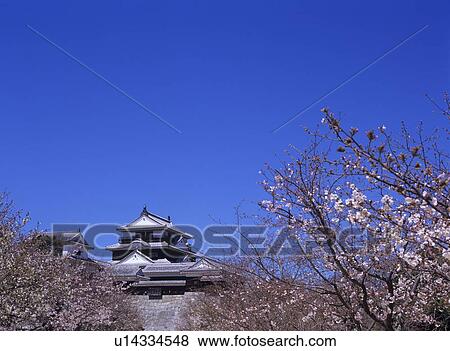 Matsuyama Castle and cherry blossoms, Matsuyama City, Ehime Prefecture, Japan View Large Photo Image Stock Photo - Matsuyama Castle and cherry blossoms, Matsuyama City, Ehime Prefecture, Japan. Fotosearch