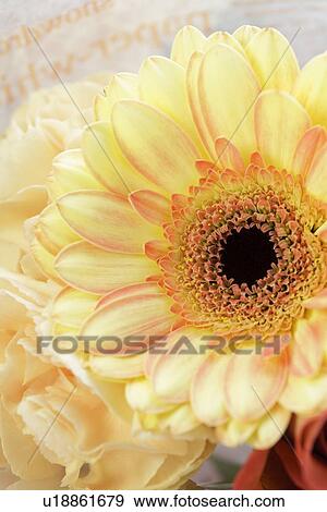 Mini gerbera bouquet View Large Photo Image Stock Photo - Mini gerbera bouquet. Fotosearch