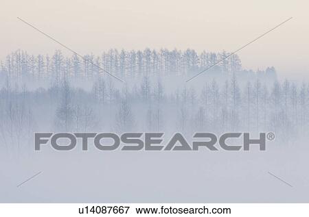 Stock Photo - Morning Mist Over Forest In Winter. Fotosearch