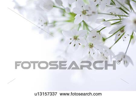 Naples Garlic? (aka Daffodil Garlic, Onion Flower) View Large Photo Image Stock Photo - Naples Garlic? (aka Daffodil Garlic, Onion Flower). Fotosearch