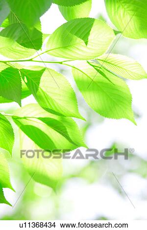 New green leaves View Large Photo Image Picture - New green leaves. Fotosearch