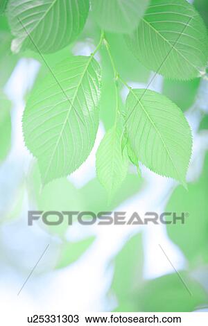 New green leaves View Large Photo Image Stock Image - New green leaves. Fotosearch