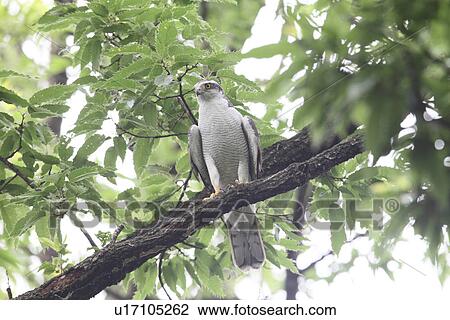 Northern Goshawk, Tokyo Prefecture, Japan View Large Photo Image Stock Image - Northern Goshawk, Tokyo Prefecture, Japan. Fotosearch