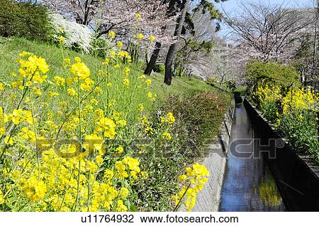 Stock Image - Oilseed rape by brook. Fotosearch