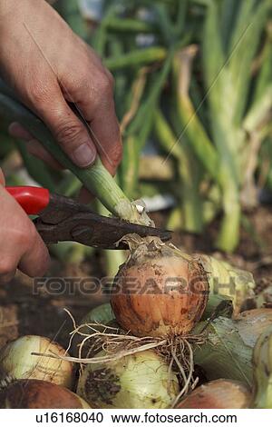 Onion View Large Photo Image Stock Image - Onion. Fotosearch