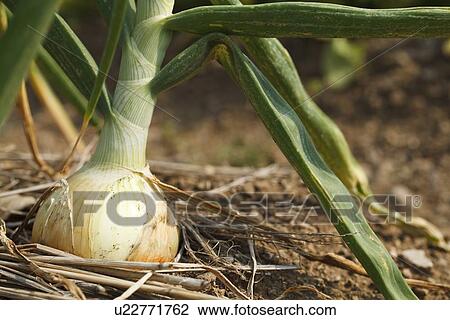 Stock Image - Onion. Fotosearch