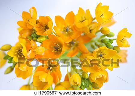 Stock Photo - Ornithogalum. Fotosearch