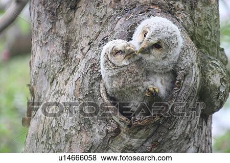 Stock Photo - Owl and Owlet, Japan. Fotosearch