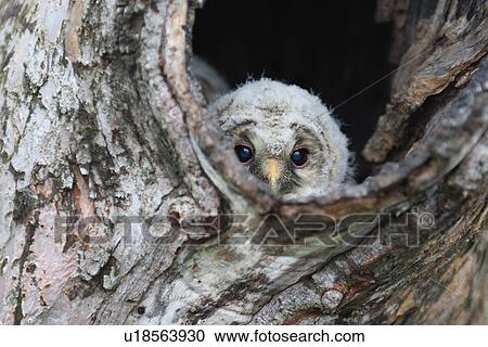 Stock Image - Owlet, Japan. Fotosearch