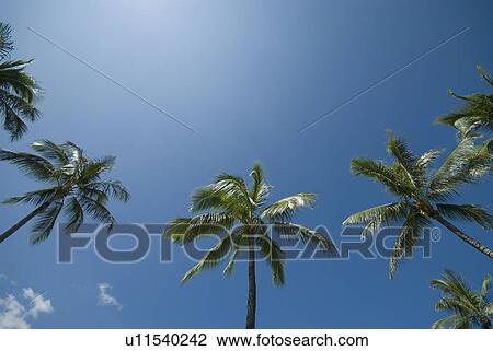 Stock Image - Palm tree and Blue Sky. Fotosearch