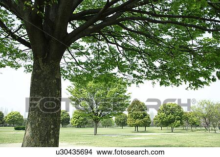 Park, Osaka Prefecture, Japan View Large Photo Image Picture - Park, Osaka Prefecture, Japan. Fotosearch