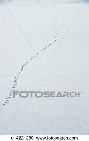Stock Photo - Pawprints In Snow. Fotosearch