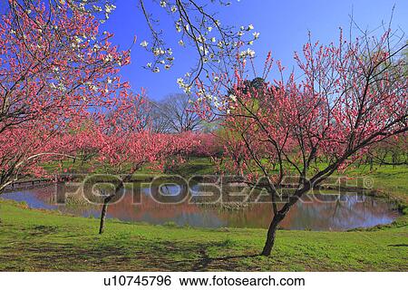 Stock Photograph - Peach trees and a pond. Fotosearch