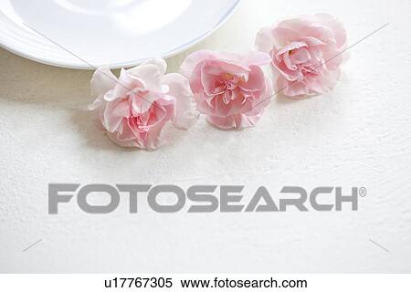 Plate and carnation flower heads View Large Photo Image Stock Photography - Plate and carnation flower heads. Fotosearch