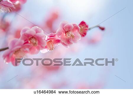 Picture - Plum Blossoms. Fotosearch