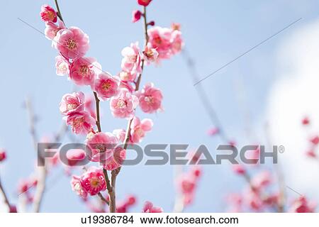 Plum Blossoms View Large Photo Image Picture - Plum Blossoms. Fotosearch