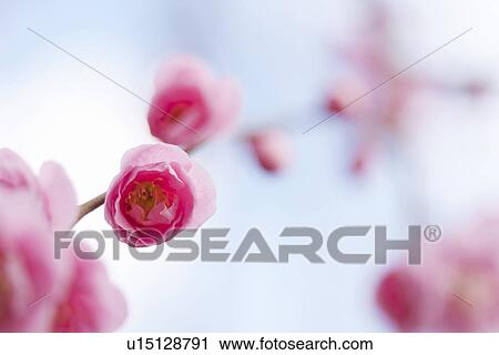 Plum Blossoms View Large Photo Image Stock Image - Plum Blossoms. Fotosearch