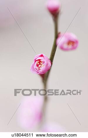 Plum Blossoms View Large Photo Image Stock Image - Plum Blossoms. Fotosearch