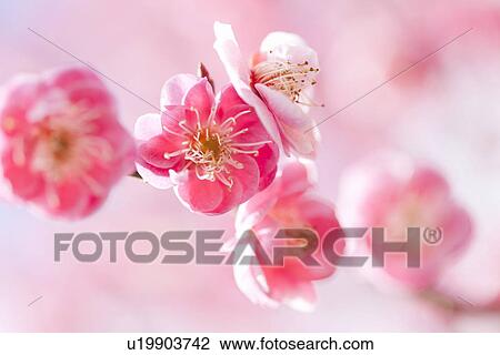 Plum Blossoms View Large Photo Image Stock Image - Plum Blossoms. Fotosearch