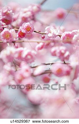 Plum Blossoms View Large Photo Image Stock Photo - Plum Blossoms. Fotosearch