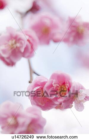 Plum Blossoms View Large Photo Image Stock Photo - Plum Blossoms. Fotosearch