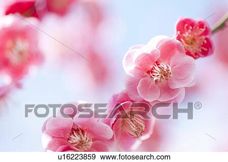 Plum Blossoms View Large Photo Image Stock Photo - Plum Blossoms. Fotosearch