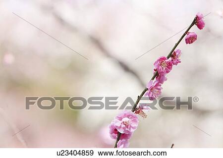 Plum Blossoms View Large Photo Image Stock Photo - Plum Blossoms. Fotosearch