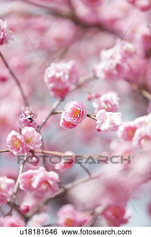 Plum Blossoms View Large Photo Image Stock Photograph - Plum Blossoms. Fotosearch