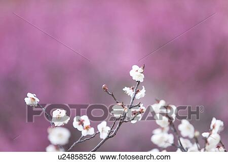 Stock Photograph - Plum Blossoms. Fotosearch