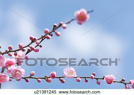 Plum Blossoms View Large Photo Image Stock Photography - Plum Blossoms. Fotosearch