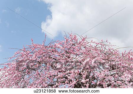 Stock Photo - Plum Tree In Bloom. Fotosearch